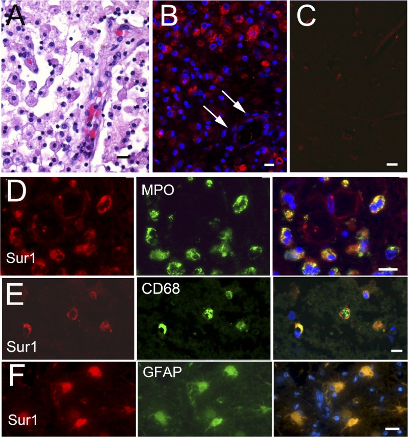 FIGURE 4