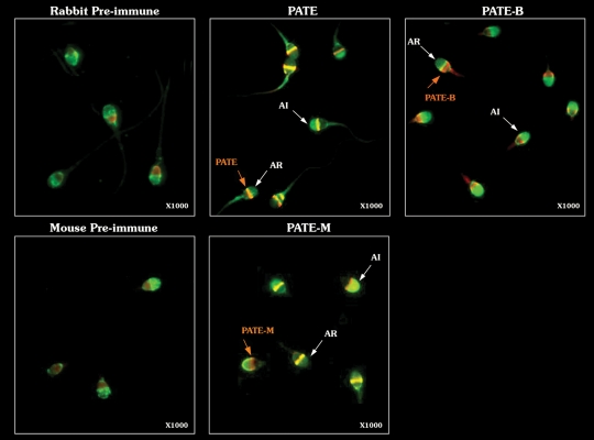 Figure 3