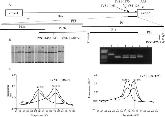 Figure  1