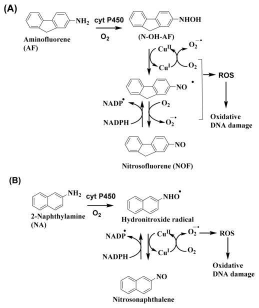 Scheme 6