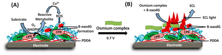 Scheme 3