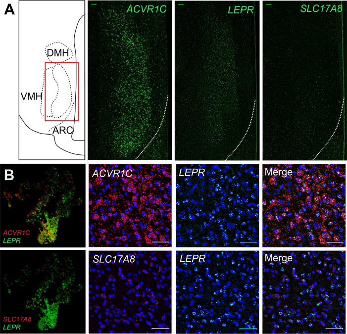 Figure 5—figure supplement 2.