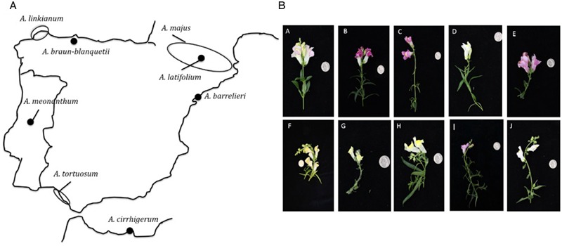 FIGURE 1