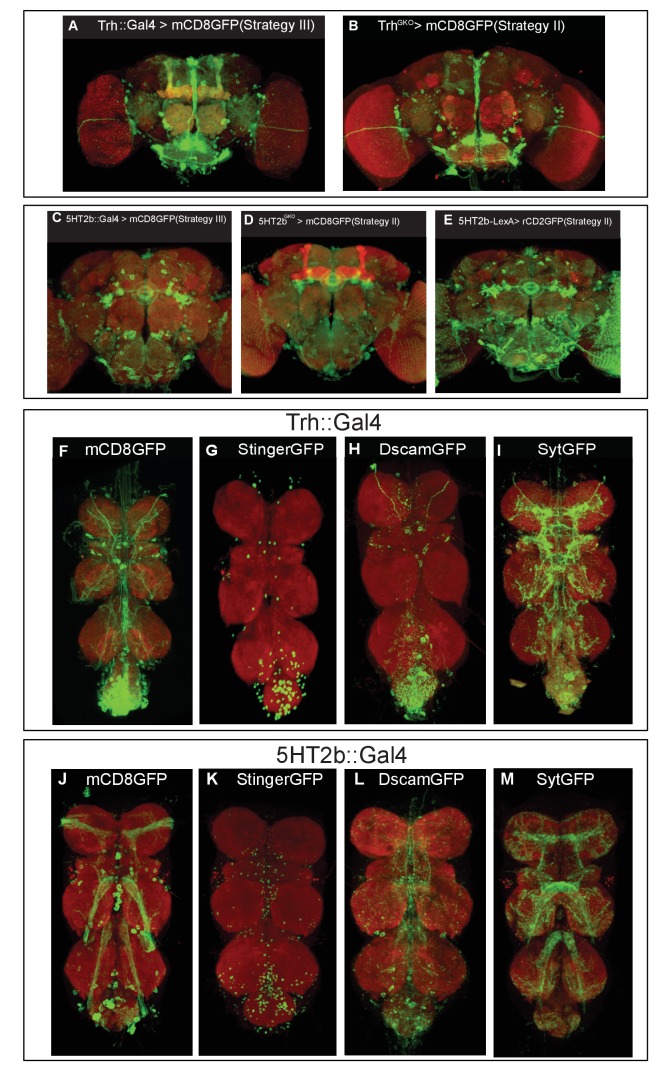 Figure 3—figure supplement 1.