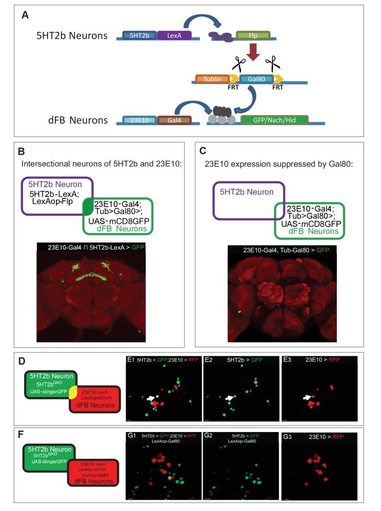 Figure 6—figure supplement 1.