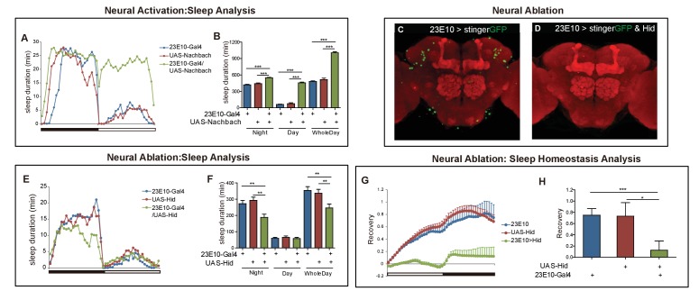 Figure 5—figure supplement 1.