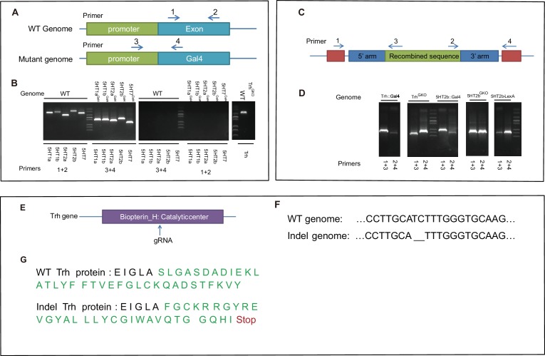 Figure 1—figure supplement 1.