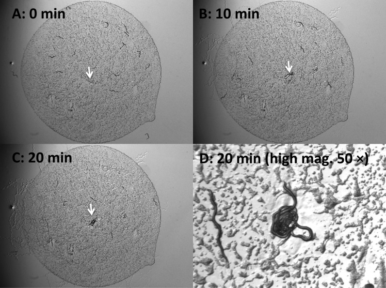 Fig. 7