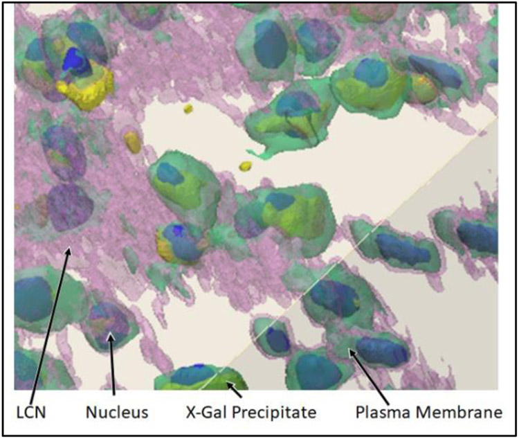 Figure 2: