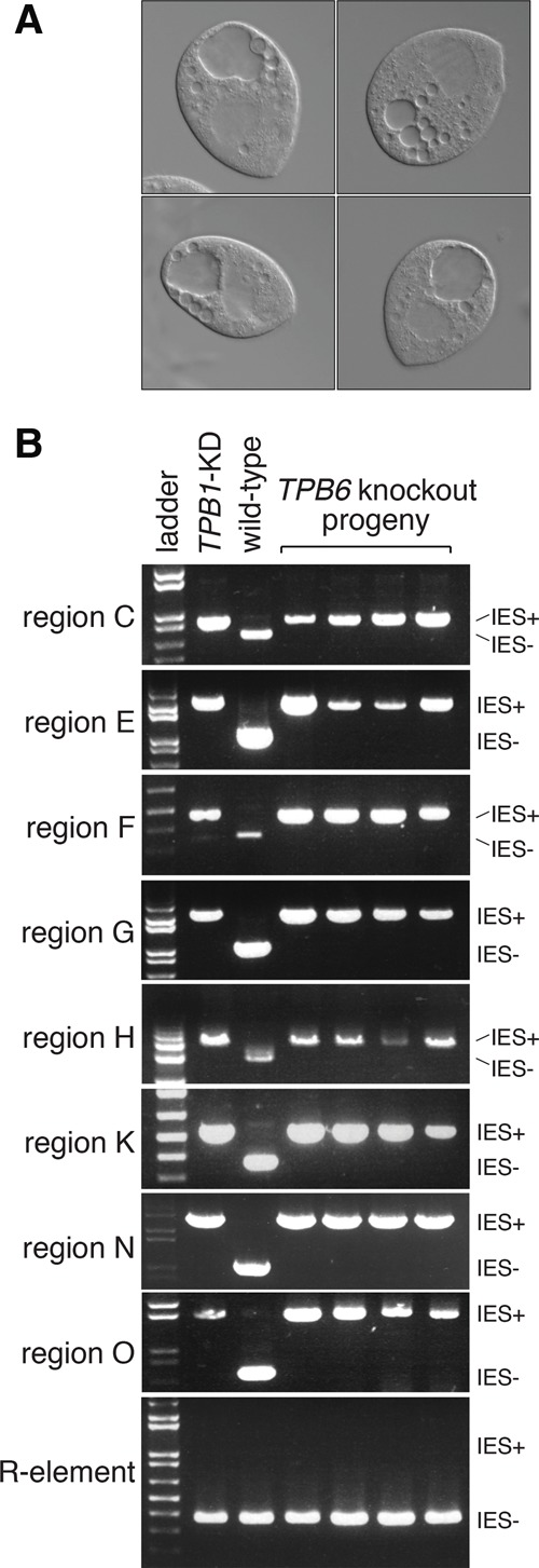 Figure 6.