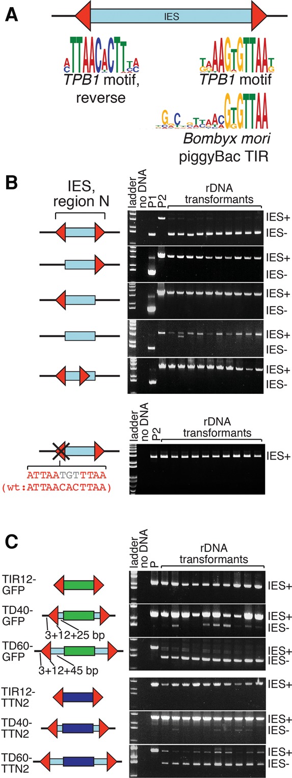 Figure 5.