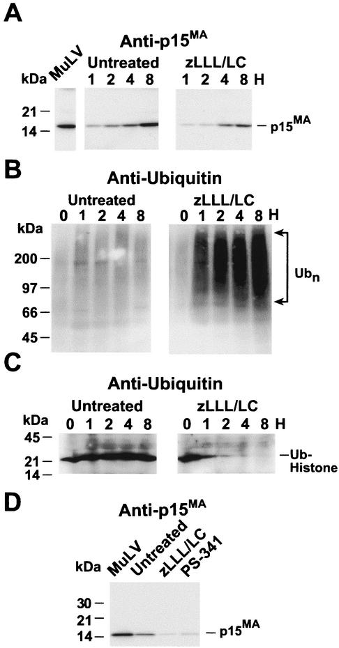 FIG. 2.