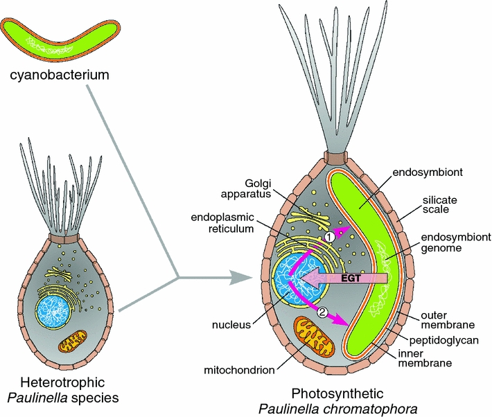 Fig. 1