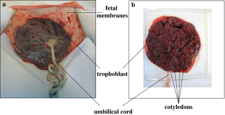 Fig. 1