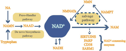 FIGURE 1