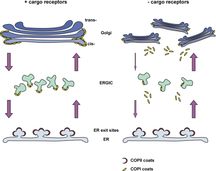 Figure 11.