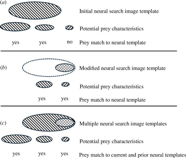 Conceptual representation of the proposed stepwise visual template matching process for prey detection.