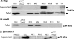 FIG 6