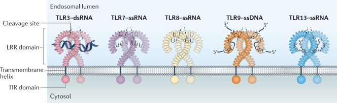 Box 3 Structural features of ligand recognition by nucleic acid-sensing Toll-like receptors