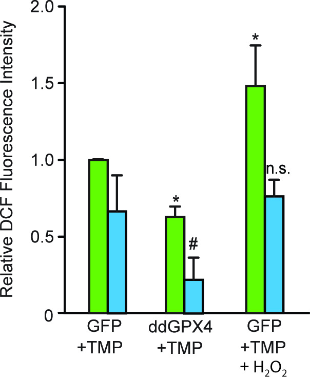 Figure 5—figure supplement 1.