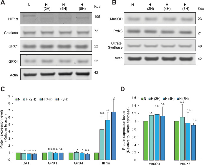 Figure 2—figure supplement 1.