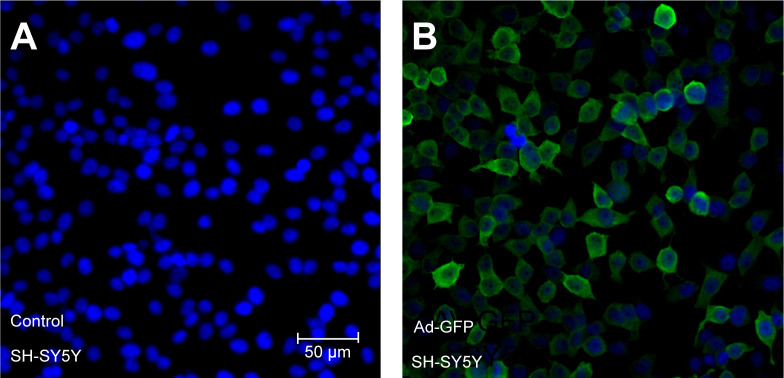 Figure 3—figure supplement 1.