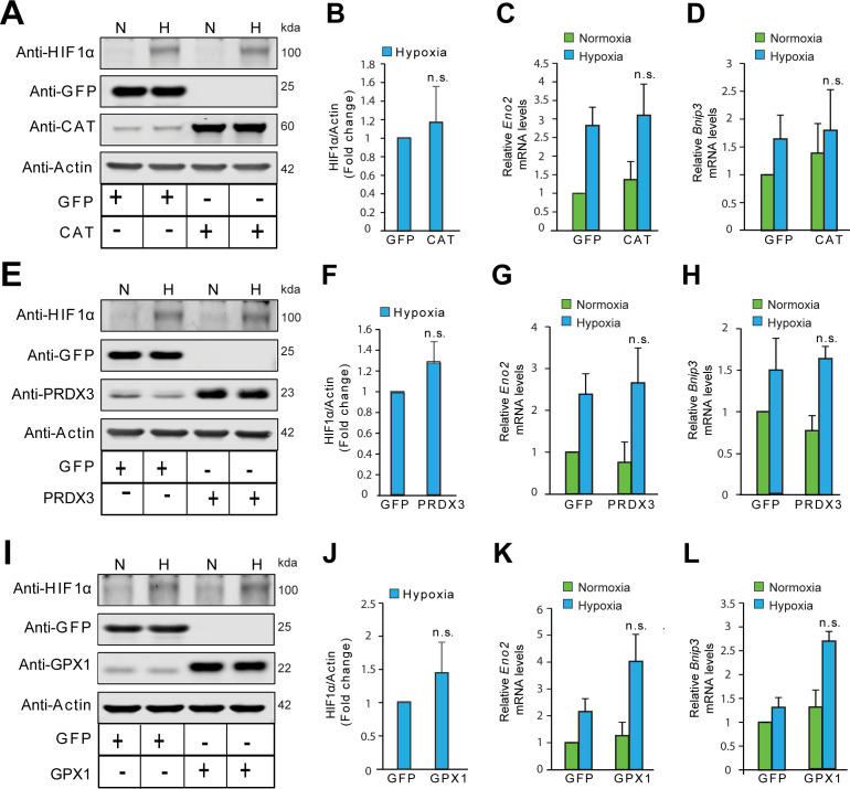 Figure 3—figure supplement 5.