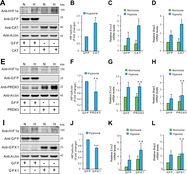 Figure 3—figure supplement 6.