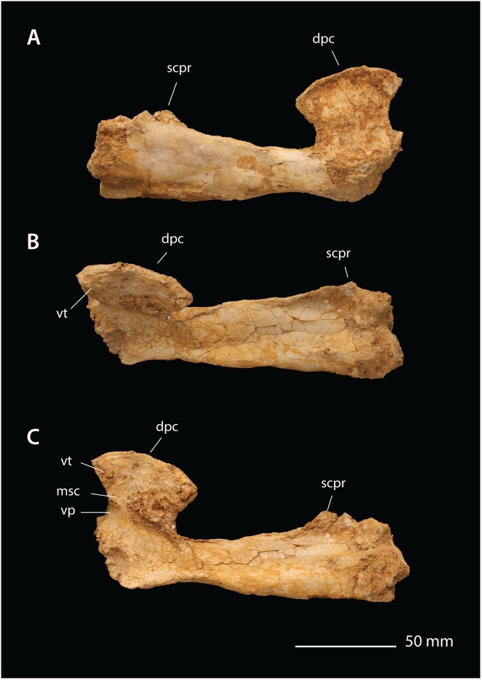 Fig 10