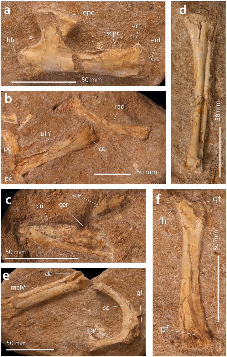Fig 6