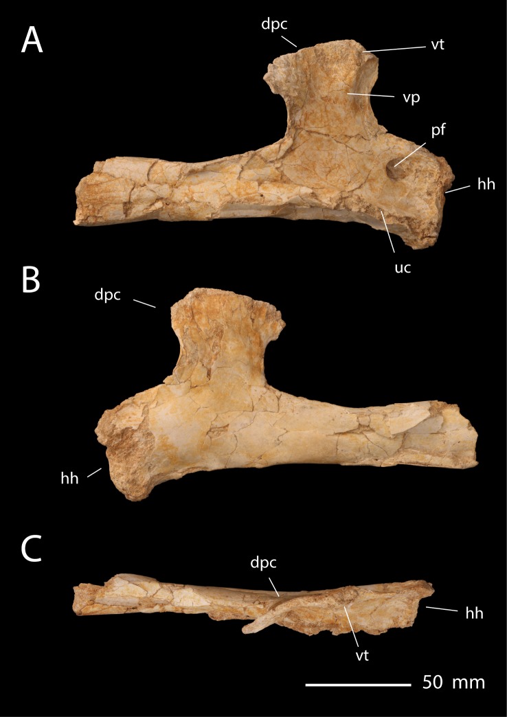 Fig 12