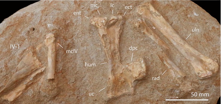 Fig 8