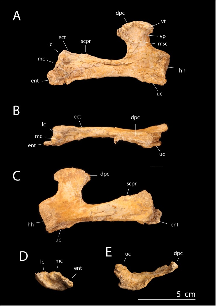 Fig 9