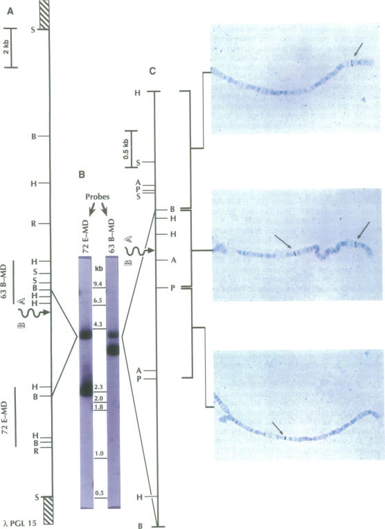 graphic file with name pnas01130-0265-a.jpg