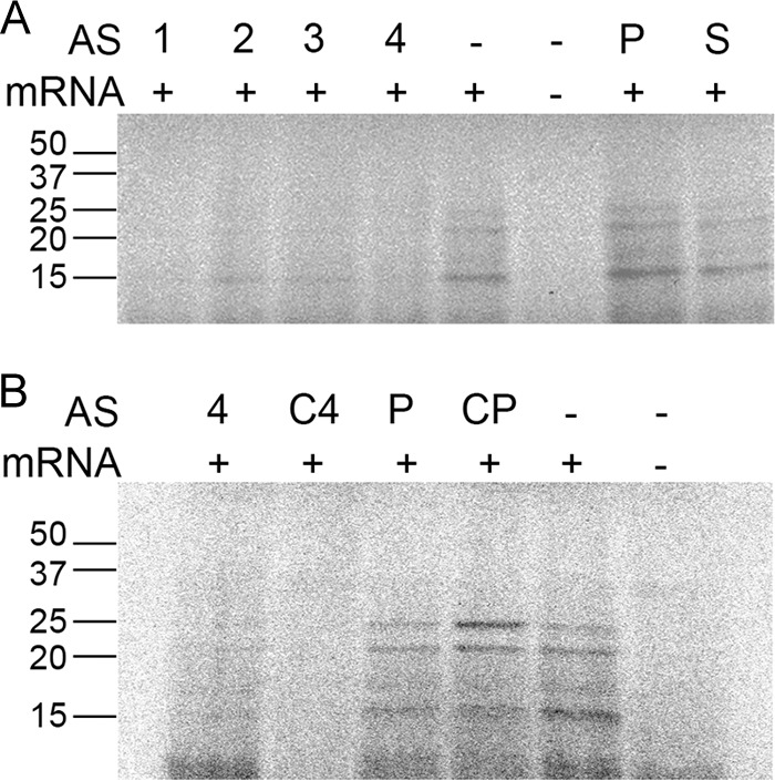 FIG 3