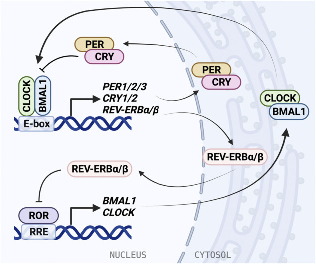 FIGURE 1