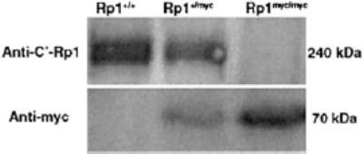 FIGURE 3