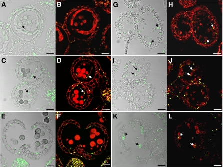 Figure 11.