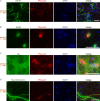 Figure 3—figure supplement 1.