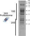 Figure 4—figure supplement 1.