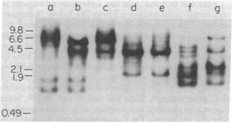 graphic file with name pnas00462-0354-a.jpg