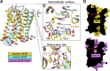 Figure 3. Comparison of the inactive and active states of the M2
mAChR. (A) Alignment of the inactive (yellow), active (cyan), and
active-state, PAM-bound (pink) M2 mAChR structures reveal reorganization of
TMs 5, 6, and 7 in the active state (indicated by arrows). Residue Y+1 in
ECL2 is numbered relative to the conserved disulfide bond between ECL2 and
TM3. (B and C) Views of the orthosteric- (B) and ECV-binding (C) sites show
contraction mediated by the movements of TM5, TM6, ELC3, and TM7. (D) Cross
sections of the receptor shown with the interior surface colored black. The
tyrosine lid capping the orthosteric site is highlighted in red and
completely seals the orthosteric site in the active state. LY2119620 is not
shown for clarity.