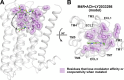 Figure 7. An allosteric network at the M4 mAChR. (A) Previous studies
on the M4 mAChR have identified residues that either disrupt the binding of
LY2033298 or alter the cooperativity between the allosteric and orthosteric
site. These residues are shown in pink, modeled on to an active-state M4
mAChR homology model (white) based on the M2•iperoxo•LY2119620
crystal structure (Protein Data Bank accession no. 4MQT; Nawaratne et al.,
2010; Leach et al., 2011; Thal et al., 2016). Views from the side (A) and
extracellular surface (B) are shown.