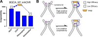 Figure 5. Probe dependence as a consequence of a two-state model of
allostery. (A) Cooperativity values for BQCA and different orthosteric
agonists at the M1 mAChR from cAMP accumulation assays (y axis values denote
the fold increase in agonist potency in the presence of modulator).
Acetylcholine (ACh) and carbachol (CCh) are high-efficacy agonists and are
potentiated to a greater extent than the low-efficacy agonists pilocarpine
and xanomeline. Thus, the degree of cooperativity is correlated with the
intrinsic efficacy of each ligand. Data are replotted from Canals et al.
(2012). (B) A speculative cartoon for a two-state model of allostery at the
M1 mAChR. High efficacy agonists have high cooperativity with PAMs by
promoting a fully active conformation, indicated by a fully closed tyrosine
lid. Low-efficacy agonists do not promote a fully active conformation,
indicated by a partially closed tyrosine lid, and thus have lower
cooperativity with BQCA.