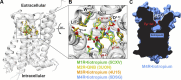 Figure 2. Inactive-state structures of the M1–M4 mAChRs. (A)
Alignment of the inactive-state structures of the M1–M4 mAChRs
reveals high similarity in their structure. (B) The orthosteric site has
high similarity in the positions and sequence of the amino acid residues
that interact with the orthosteric ligand. Highlighted in red are the three
tyrosine residues that separate the ECV from the orthosteric-binding site
through the formation of a tyrosine lid. (C) Residue L/F+5 in ECL2 is
numbered relative to the conserved disulfide bond between ECL2 and TM3.
Protein Data Bank codes are indicated in B.