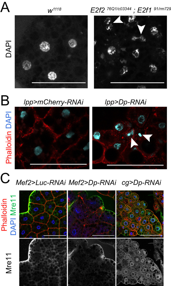 Figure 2—figure supplement 1.