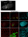 Fig. 2