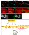 Fig. 8