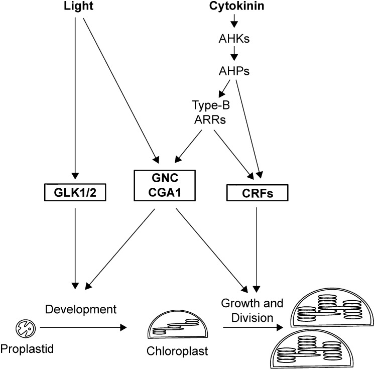 Figure 9.