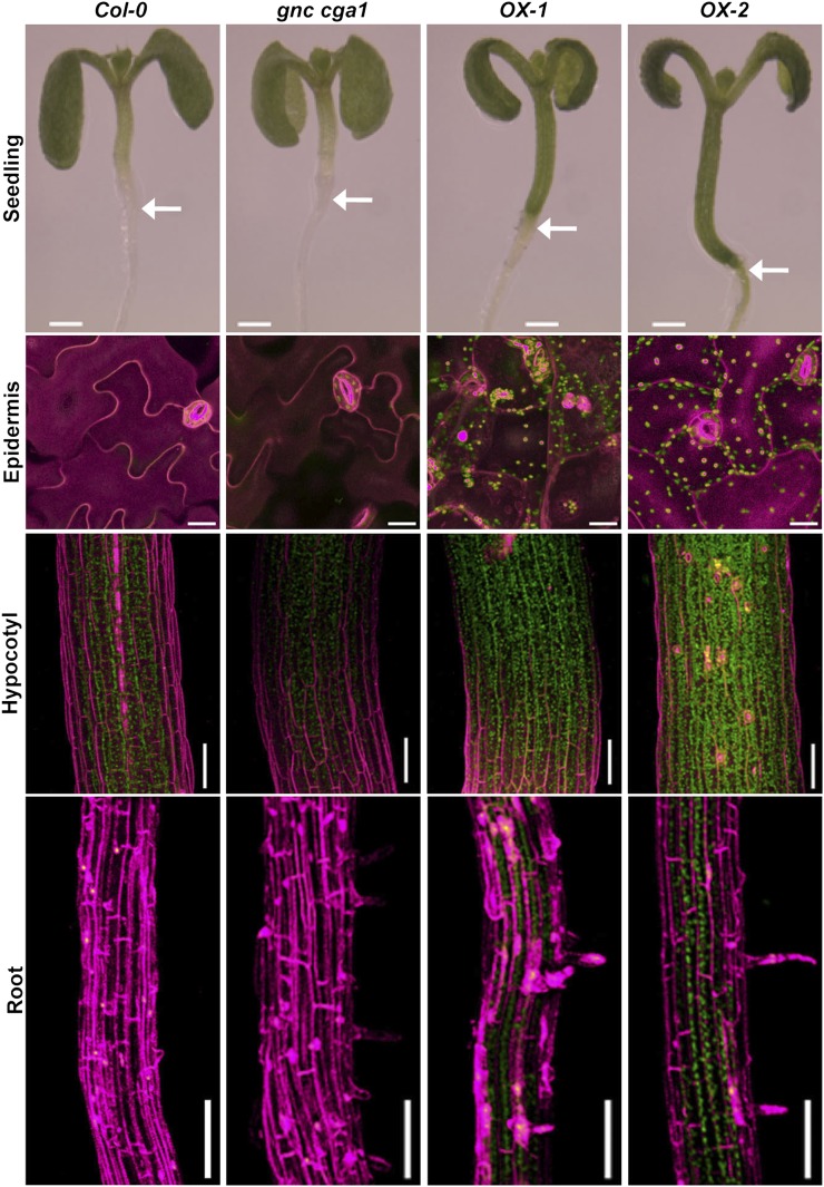 Figure 2.